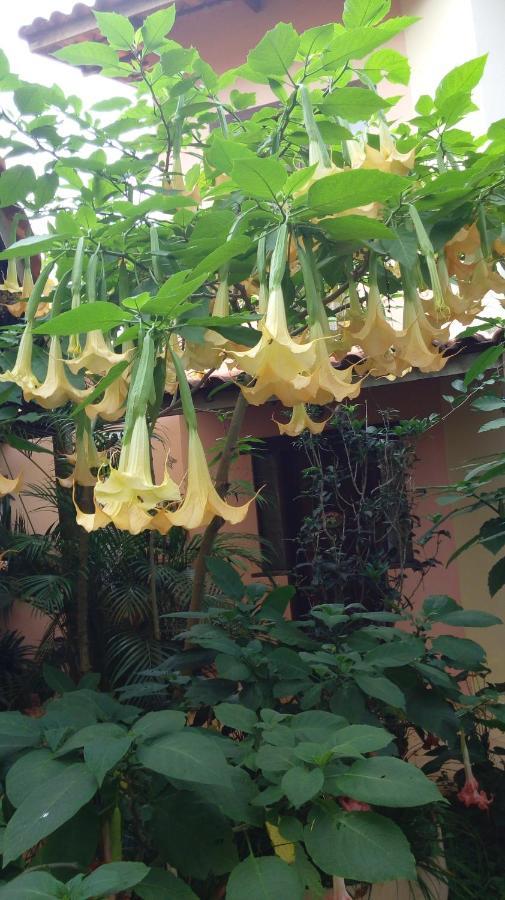 Eco Pousada Jardim Do Eden Alto Paraíso de Goiás Екстериор снимка